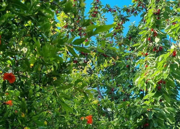 Ferienhaus El Correc